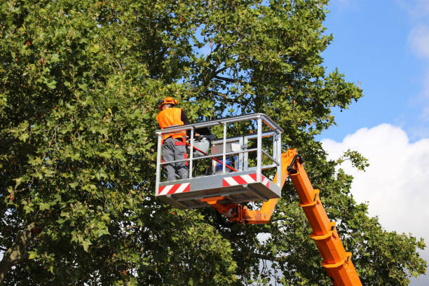 Best Tree Planting Services  in Tioga, TX